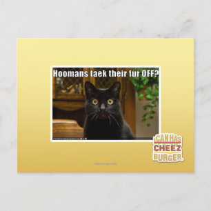 Hoomans Taek There fur OFF? Postcard