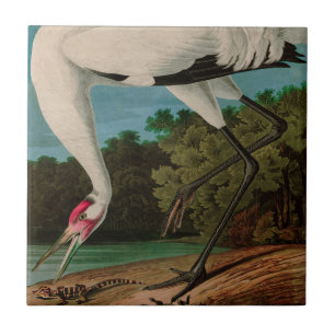 Hooping Crane Birds of America Audubon Print Tile