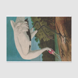 Hooping Crane Birds of America Audubon Print Tissue Paper