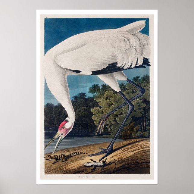 Hooping Crane by Audubon Poster (Front)