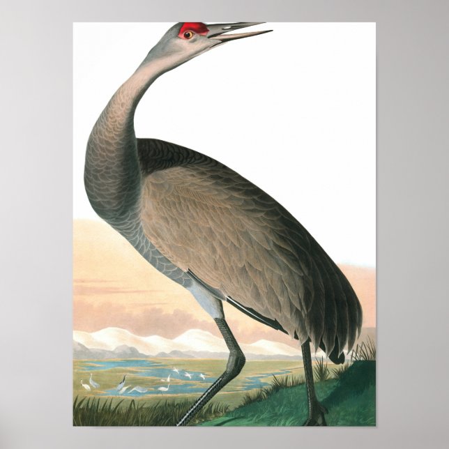 Hooping Crane by John James Audubon Poster (Front)