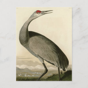 Hooping Crane Postcard