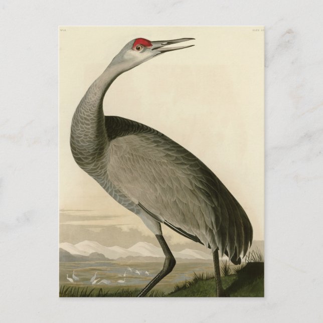 Hooping Crane Postcard (Front)