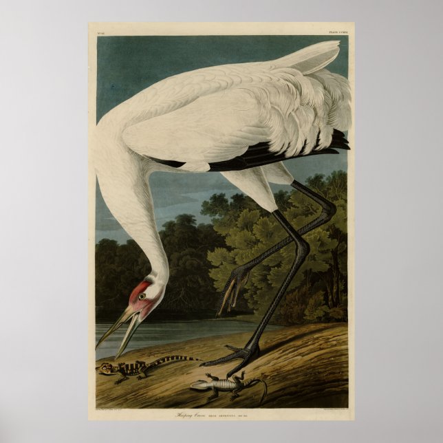 Hooping (Whooping) Crane, Audubon Birds of America Poster (Front)
