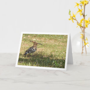 Hoopoe Bird on Grass Card
