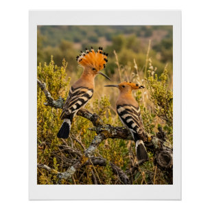 Hoopoe Birds In Nature Landscape Wildlife Fleece B Poster