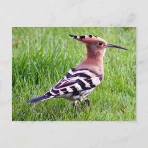 Hoopoe Card