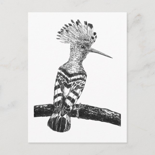 Hoopoe drawing postcard (Front)
