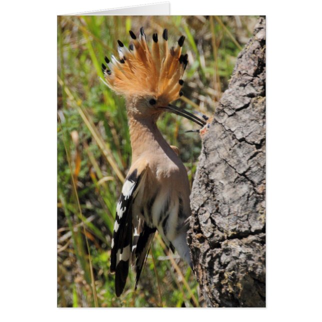 Hoopoe Feeding Nestling (Front)