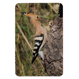 Hoopoe Feeding Nestling Magnet