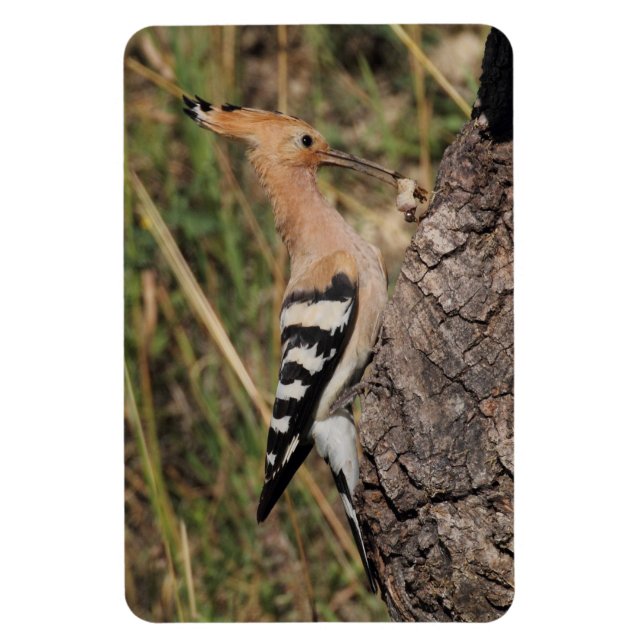 Hoopoe Feeding Nestling Magnet (Vertical)