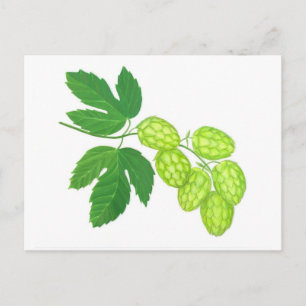 Hop Flowers Postcard