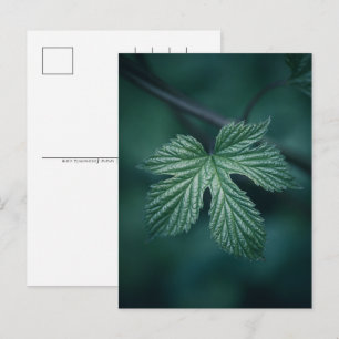 Hop Humulus Leaf Nature Photo Holiday Postcard