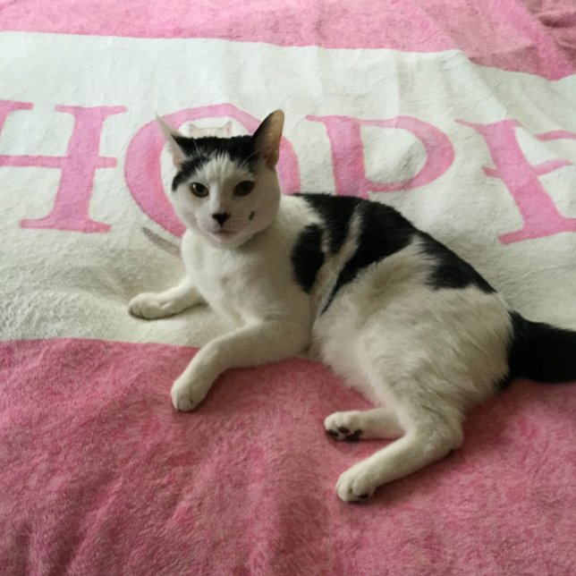 Hope Kitty Personalised Fleece Blanket (Creator Uploaded)