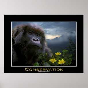 "HOPE" Mountain Gorilla Africa Wildlife Art Poster
