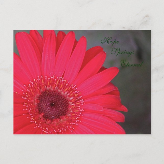 Hope Springs Eternal Postcard (Front)