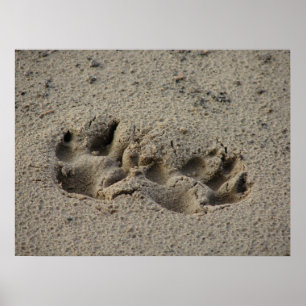 Hope's Pawprints in the Sand Gloss Canvas UV Poster