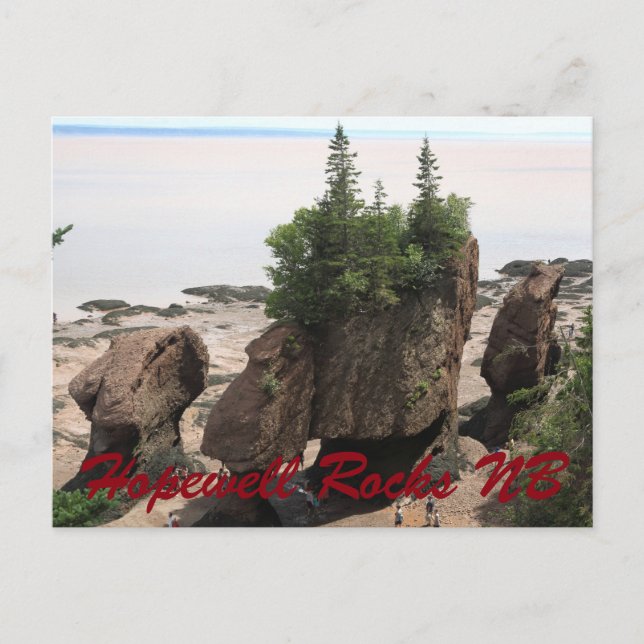Hopewell Rocks during low tide NB Postcard (Front)