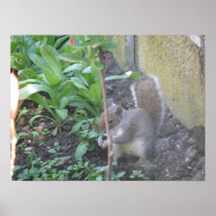 Horatio the Squirrel Print