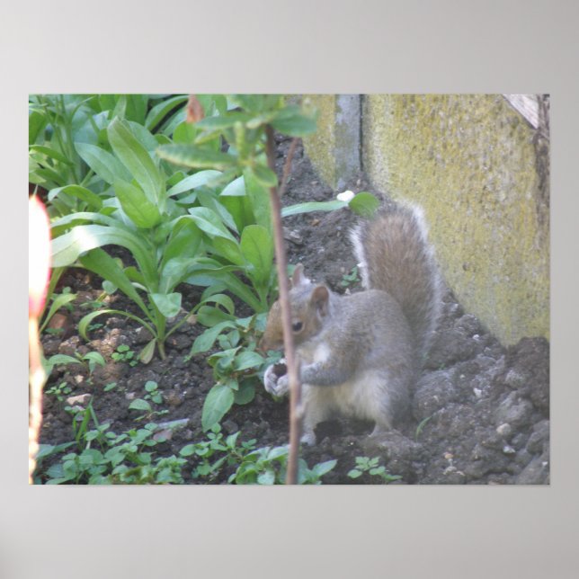 Horatio the Squirrel Print (Front)