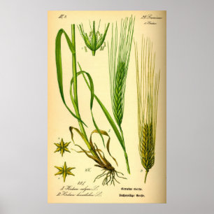 Hordeum Vulgare Barley Grass Poster