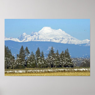 Horizontal Poster:  Mt. Baker with Snow Geese Poster