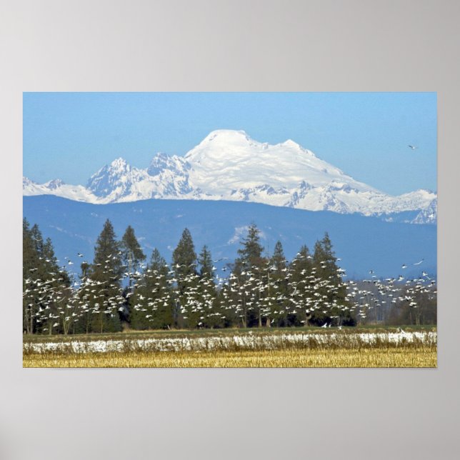 Horizontal Poster:  Mt. Baker with Snow Geese Poster (Front)