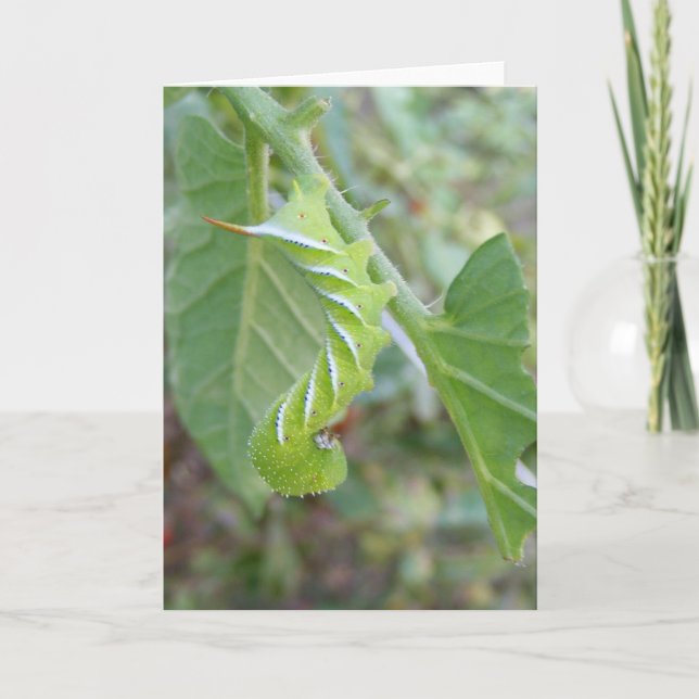 Horn Worm ~ card (Front)