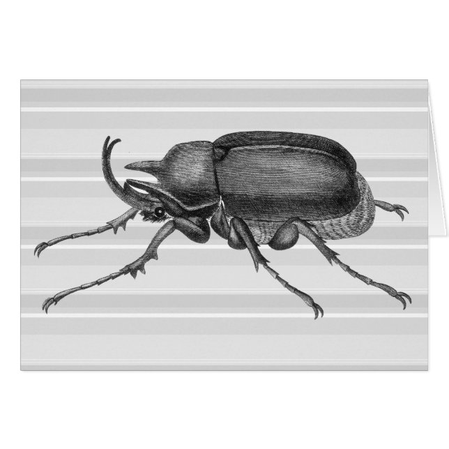 Horned Beetle from Diderot's Encylopaedia (Front Horizontal)
