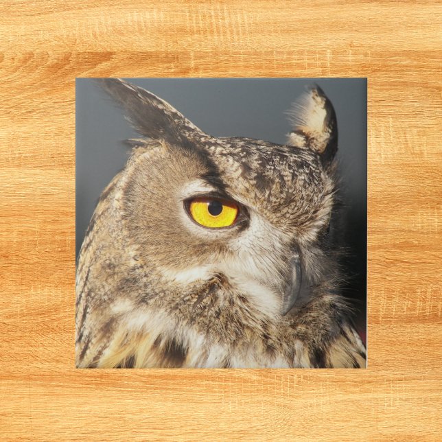 Horned Eagle Owl Photo Tile (In Situ)
