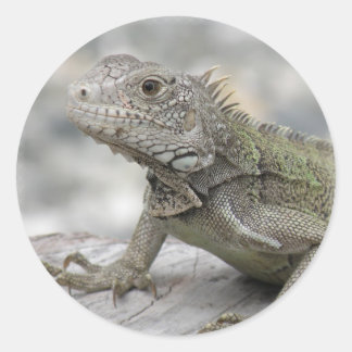 Horned Iguana Sicker Classic Round Sticker