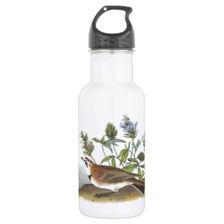 Horned Lark by Audubon 532 Ml Water Bottle