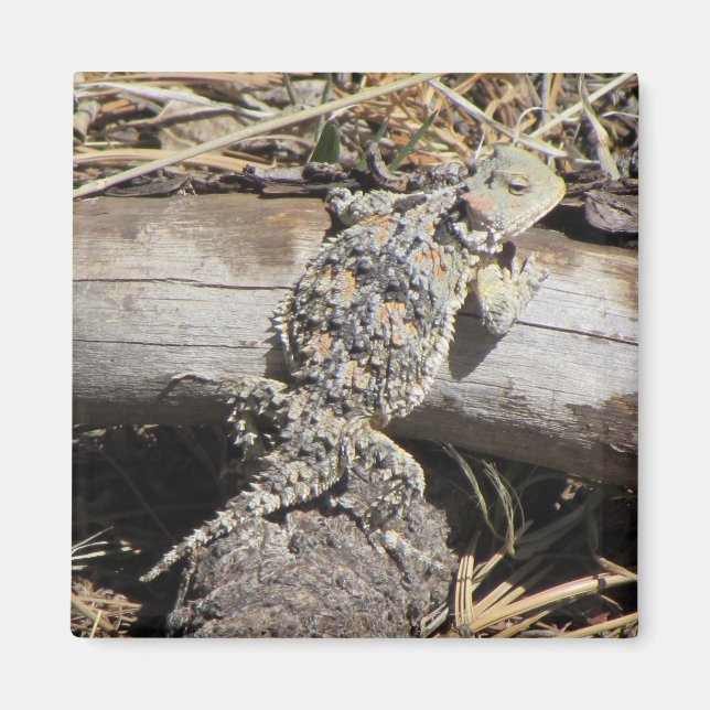 Horned Lizard Magnet (Front)
