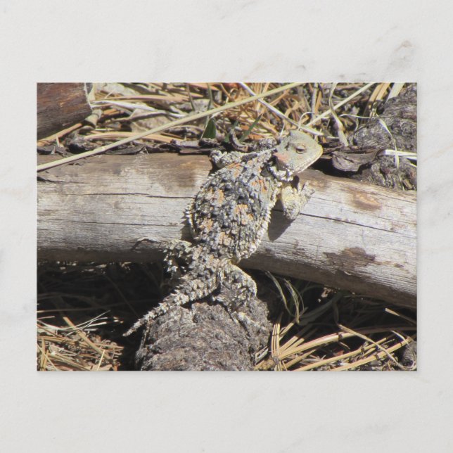 Horned Lizard Postcard (Front)