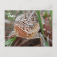 Horned Lizard, Texas