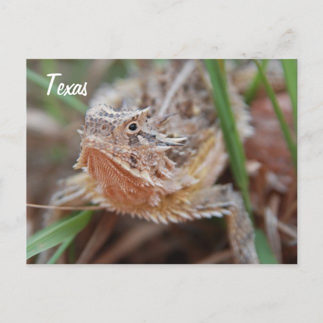 Horned Lizard, Texas Postcard (Front)