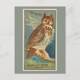 Horned Owl Postcard