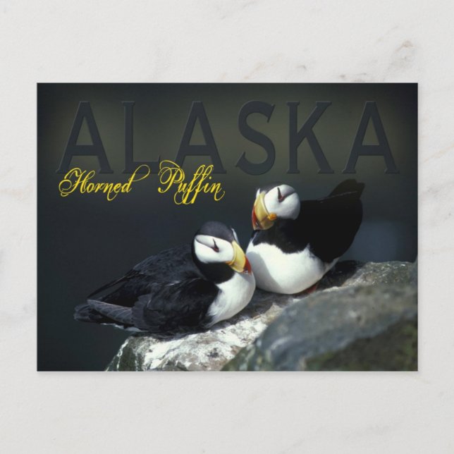 Horned Puffin, Alaska Postcard (Front)