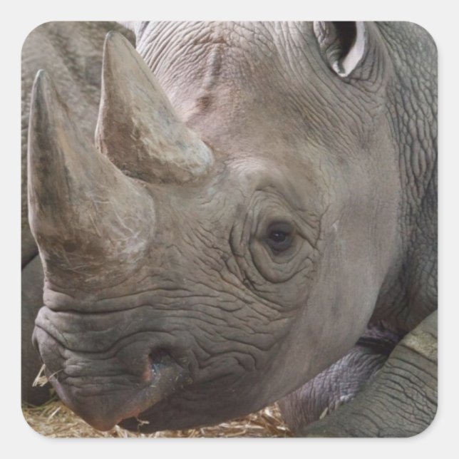 Horned Rhino  Sticker (Front)