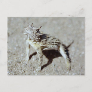Horned Toad Postcard
