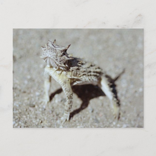 Horned Toad Postcard (Front)