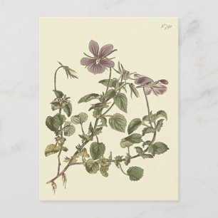 Horned Violet Botanical Illustration Postcard