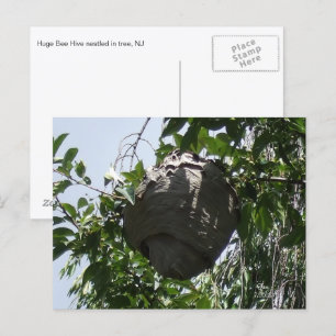 Hornet Bee Hive Nestled in Tree Postcard