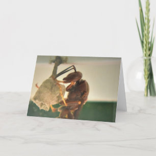 Hornet, card