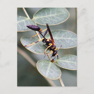 Hornet Photo Postcard