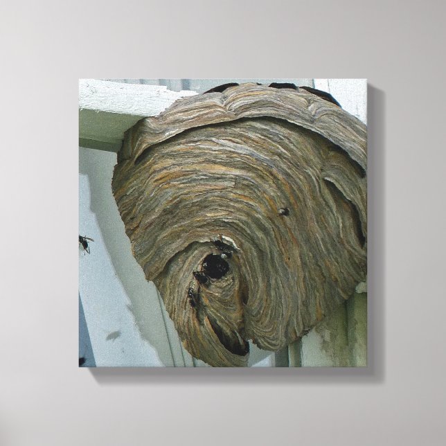 Hornets Nest Canvas Print (Front)