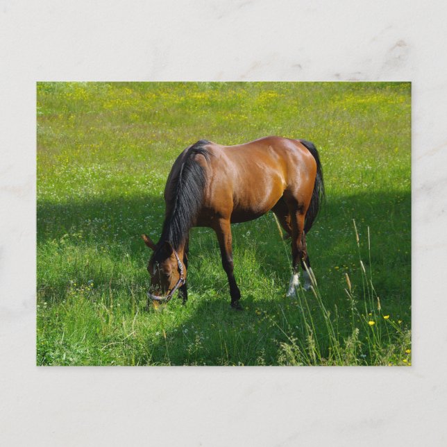 Horse #1 postcard (Front)