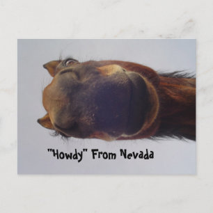 Horse 1 postcard