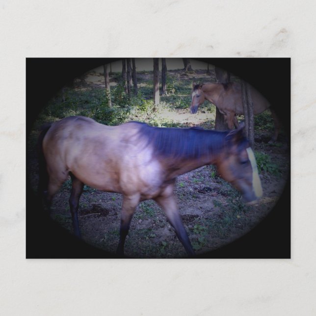 Horse 2 Postcard (Front)