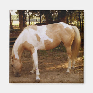 Horse 3, Magnet
